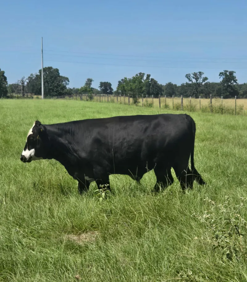 A black Wagyu Cross steer with a white face grazing along the fence line