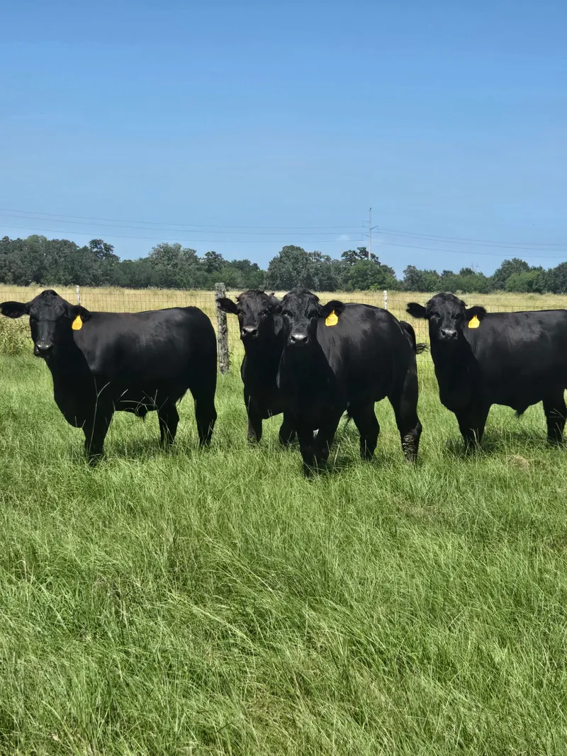 Four black Wagyu Cross cattle facing the camera in a green Texas pasture