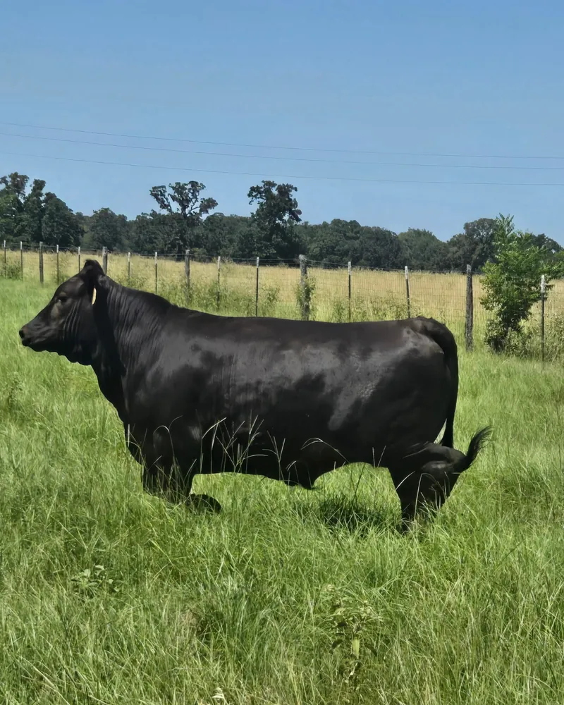 A glossy black Wagyu Cross steer standing in tall green pasture in College Station, Texas