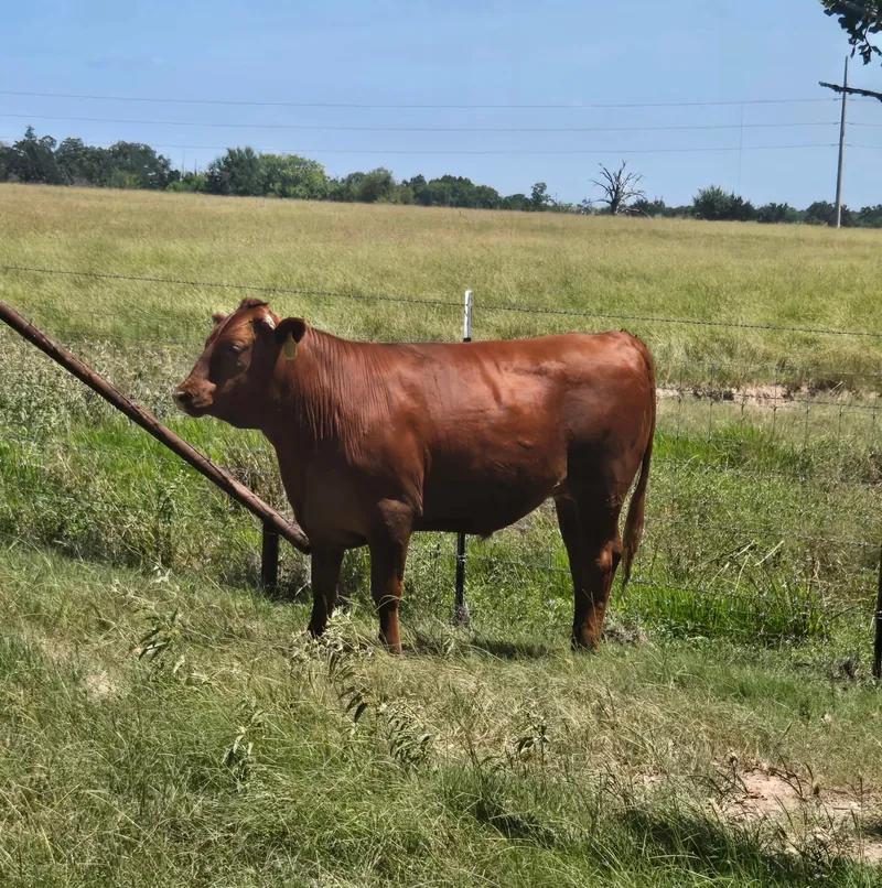 A reddish-brown Wagyu Cross heifer standing in tall grass beside a fence
